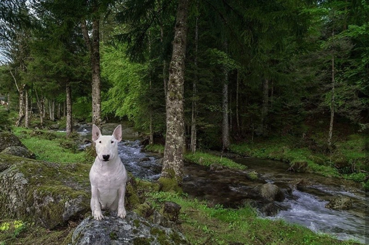 Cô chủ Kempen và người mẫu của mình cũng không ngần ngại ghé thăm các khu rừng để chụp ảnh.