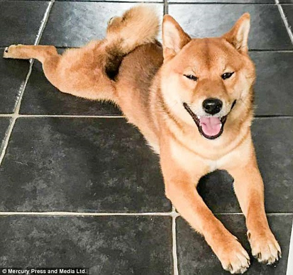 Chú chó nổi tiếng trên MXH vì lúc nào cũng cười tươi như hoa ảnh 4