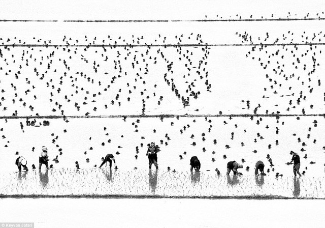 Trong hạng mục ảnh Con người, Keyvan Jafari gây ấn tượng với khung hình độc đáo chụp lại cảnh những người phụ nữ đang làm việc trên đồng lúa.