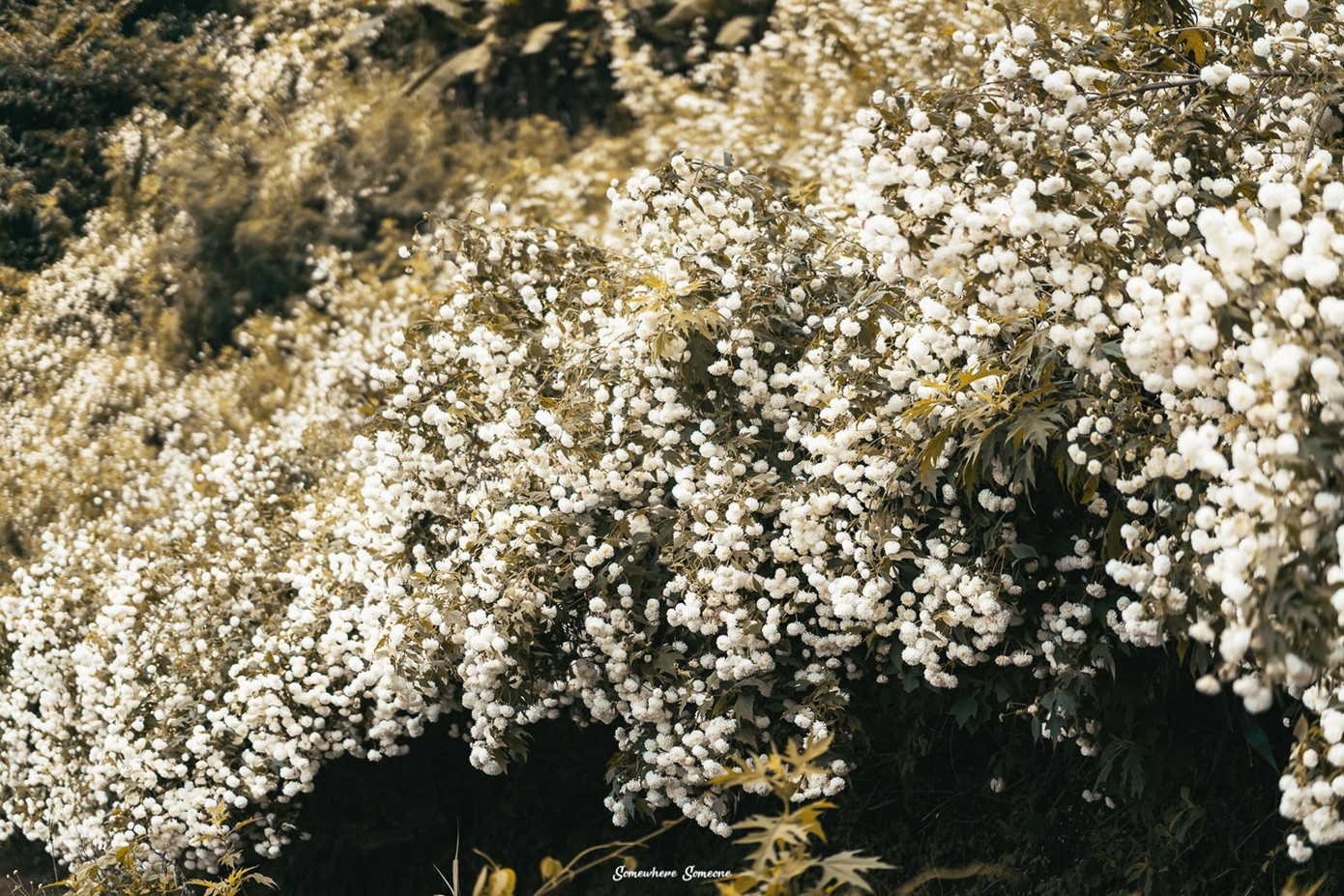 Ảnh: Somewhere Someone.