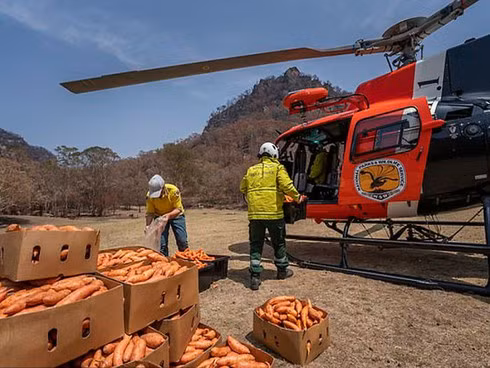 Thả cà rốt từ trên cao xuống đất cứu đói động vật ảnh hưởng sau cháy rừng Australia.