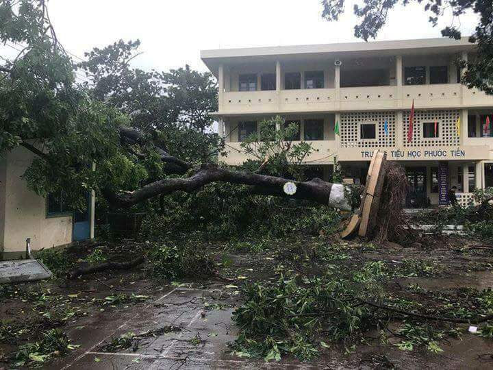 Cây cổ thụ bật gốc trong sân trường Âu Cơ và trường tiểu học Phước Tiến (Nha Trang). Cây chặn lối kín đường đi cạnh trường Âu Cơ.