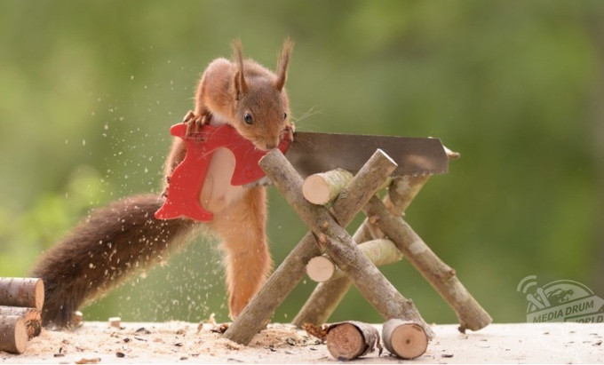 Con sóc như đang "gồng mình" để thực hiện công việc không khác gì thợ chuyên nghiệp.