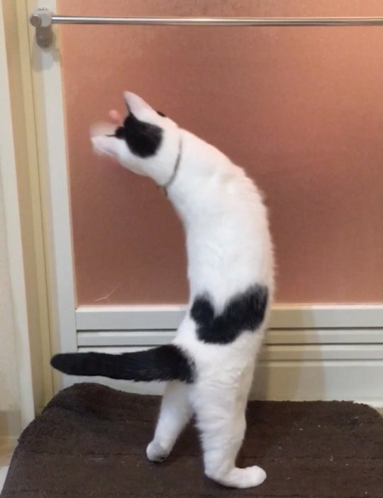 Ban đầu nổi tiếng vì đốm lông trái tim đặc biệt, nhưng chính sự dễ thương, tinh nghịch của Ikura mới là điểm khiến cô nàng có lượng fan &quot;khủng&quot; như hiện nay