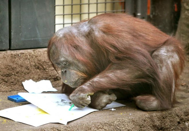 Chú đười ươi Gypsy đã 50 tuổi đang cặm cụ vẽ tranh bằng bút màu sáp tại sở thú Tama, ngoại ô Tokyo, Nhật Bản.