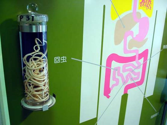 Bảo tàng ký sinh trùng Meguro, Nhật Bản: Các du khách đến đây có thể tìm hiểu về các loại ký sinh trùng và quan sát về vòng đời của chúng.