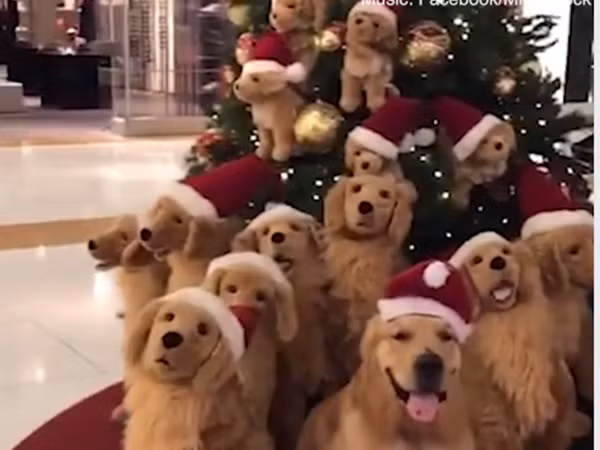 Giáng sinh ai cũng vui.