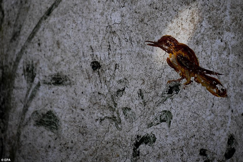 Những hình vẽ vẫn còn đậm nét như vậy là nhờ lớp tro bụi núi lửa đã &quot;bảo quản&quot; chúng, ngăn không cho ánh nắng mặt trời và nước tiếp xúc kể từ sau vụ phun trào của núi lửa Vesuvius hồi năm 79 sau công nguyên.