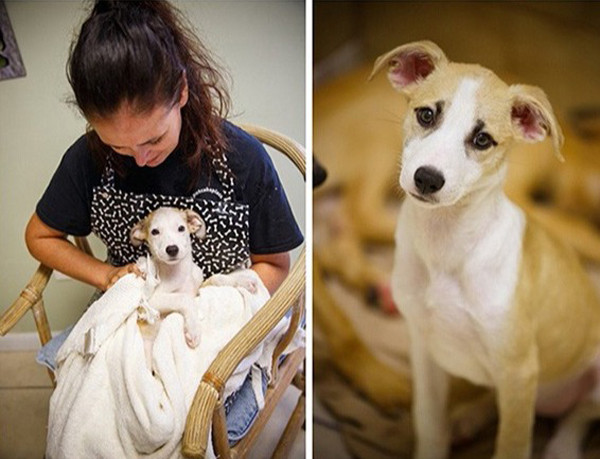 Tình nguyện viên chăm sóc chó tại trung tâm.