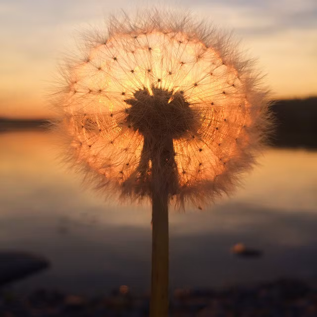 Bức ảnh chụp bằng iPhone 5S của Sara Ronkainen (Phần Lan) đã giành được chiến thắng trong hạng mục ảnh “Hoàng hôn”.