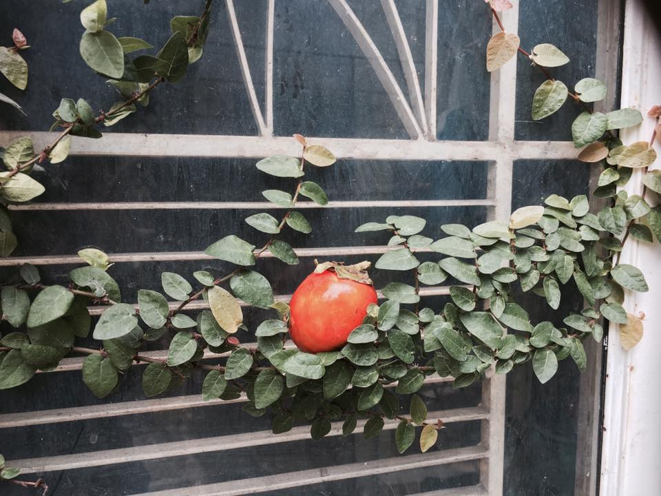 Món quà của những mùa Đông đã cũ.