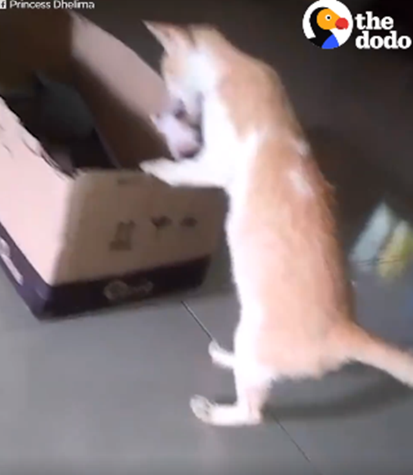 Con cứ bò ra ngoài là ông bố lại cắp con ngay vào ổ.