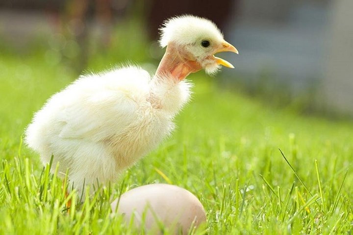 Màu lông của gà cổ rắn khá đa dạng như đen, trắng, xám, nâu, vàng...(Ảnh: Khoa học& Phát triển).