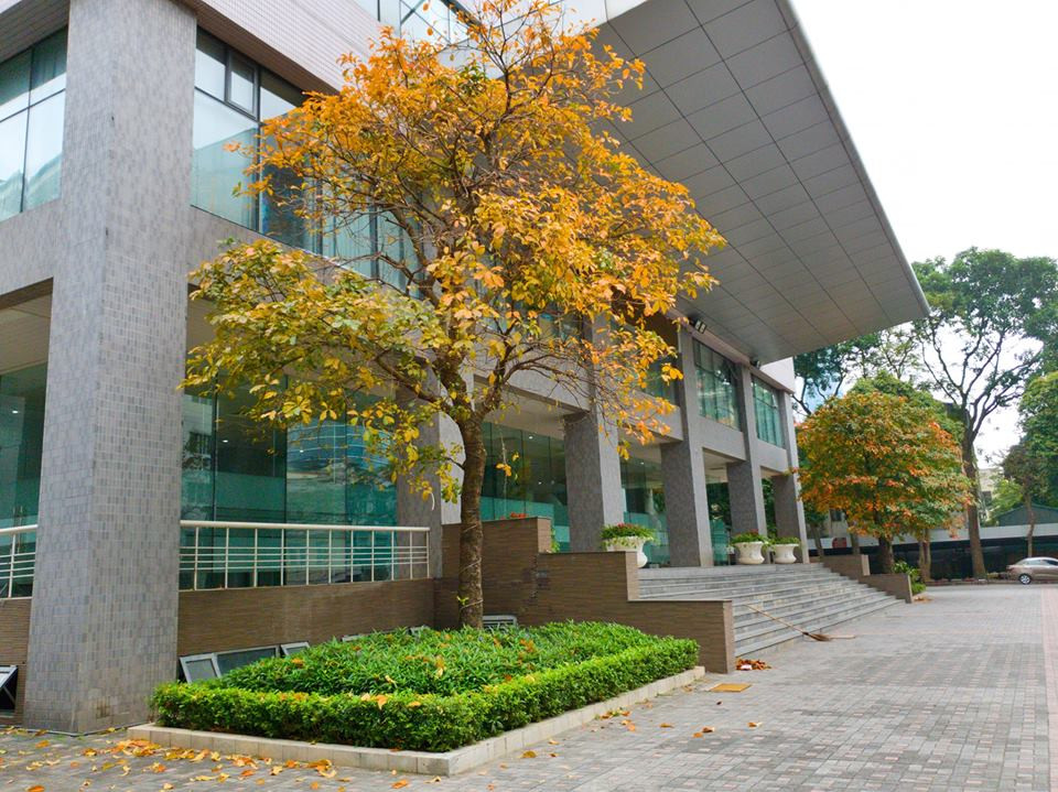 Hai bên sảnh nhà A, hai &quot;anh&quot; lộc vừng lần lượt khoác lên mình chiếc áo vàng cổ kính. (Ảnh: ĐTN Ngoại thương)