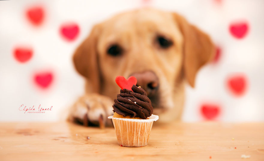 Phát ghen với 3 chú chó có bộ ảnh Valentine siêu dễ thương! ảnh 8