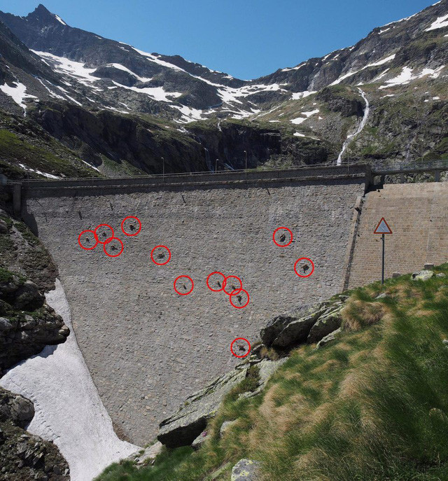 Chúng đứng chen chúc trên vách đá và không bị rơi xuống nhờ phần guốc móng đặc biệt.