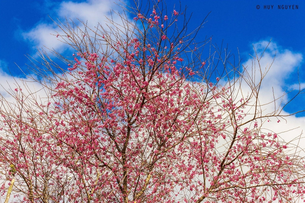 Cận cảnh cây đào. (Ảnh: Huy Nguyễn)