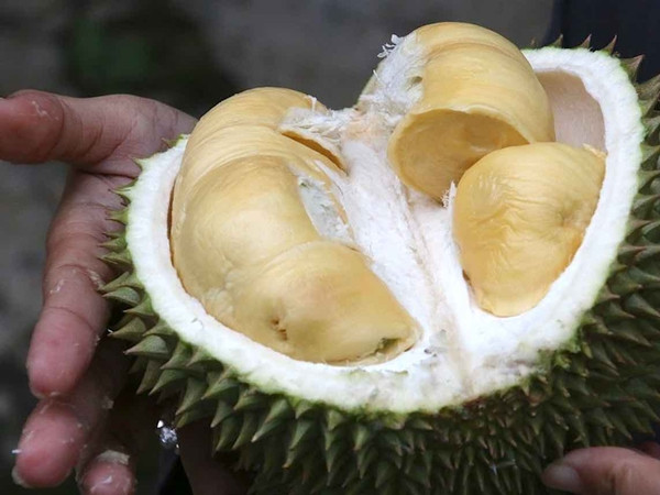 Vỏ sầu riêng là vật liệu hoàn hảo để tạo nên các siêu tụ điện.