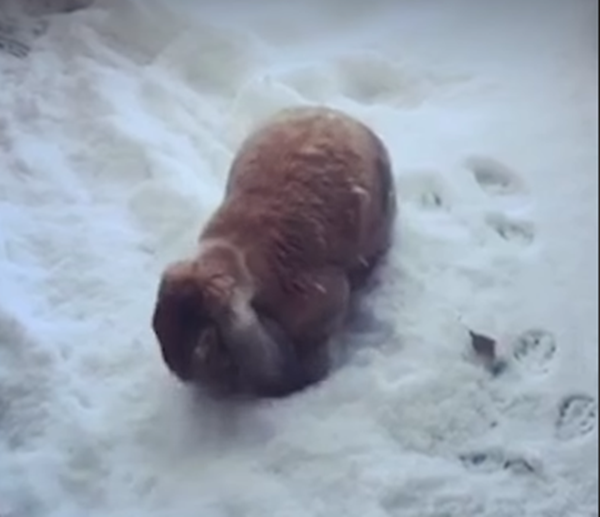 Giống thỏ chúng tôi thì đã có bộ lông dày rồi nên không còn sợ lạnh nữa.