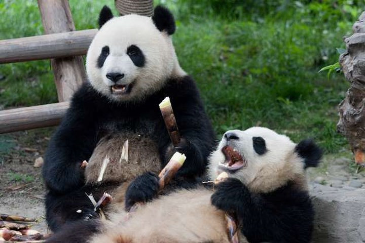 Những chú gấu trúc bật cười vui vẻ.