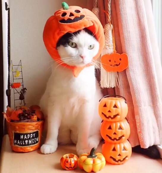 Một nàng mèo xinh đẹp lại dễ thương thế này ai mà không yêu cho được nhỉ!