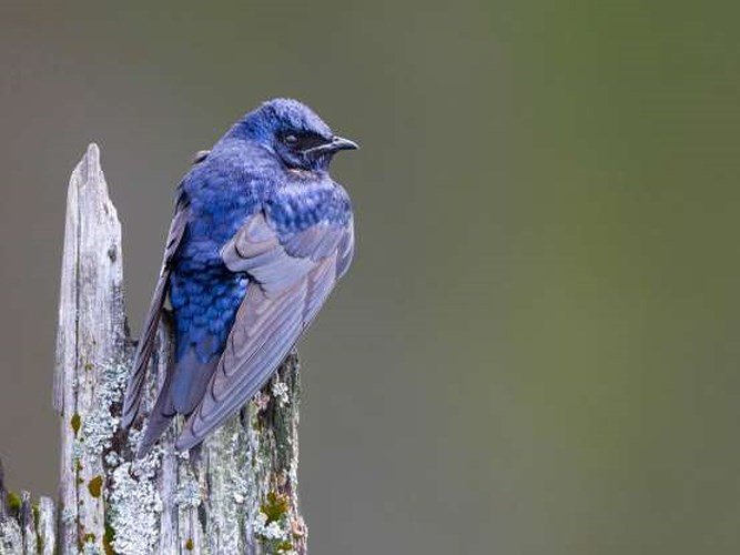 Nhạn tím: Với đôi cánh lanh lợi, nhạn tím là những "bậc thầy" về nhào lộn trên không.