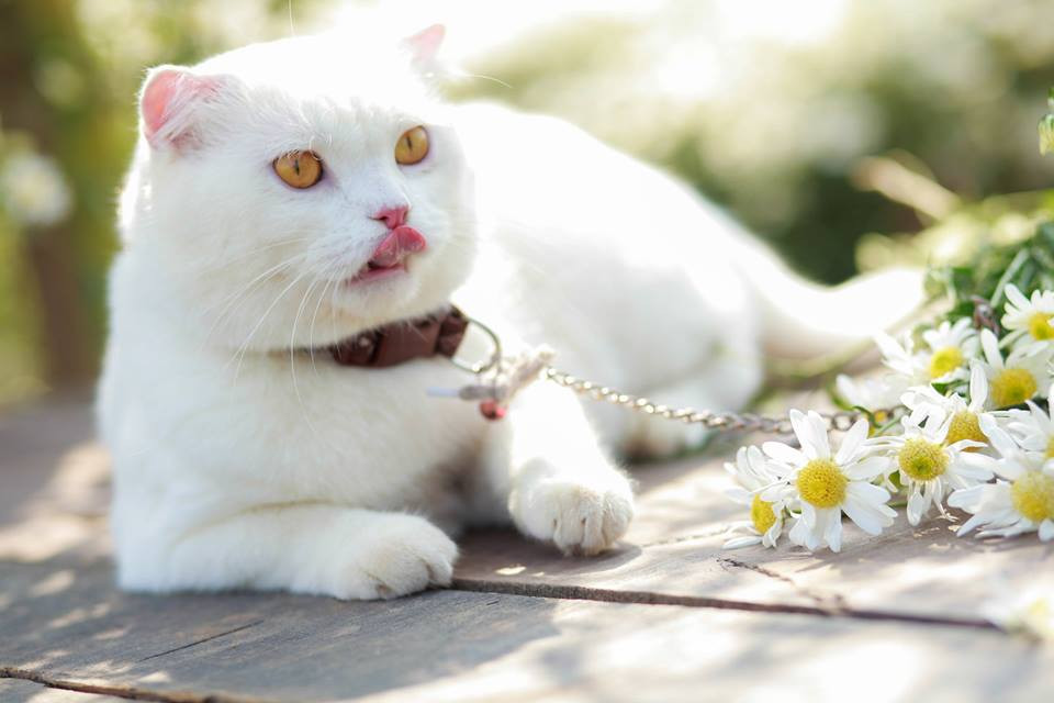 "Có thêm đĩa cá rán thì bức hình sẽ đẹp và "thơm" hơn ấy nhỉ"!