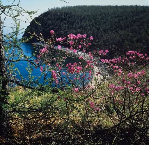 Hoa nở rộ một góc trên bờ hồ Baikal.