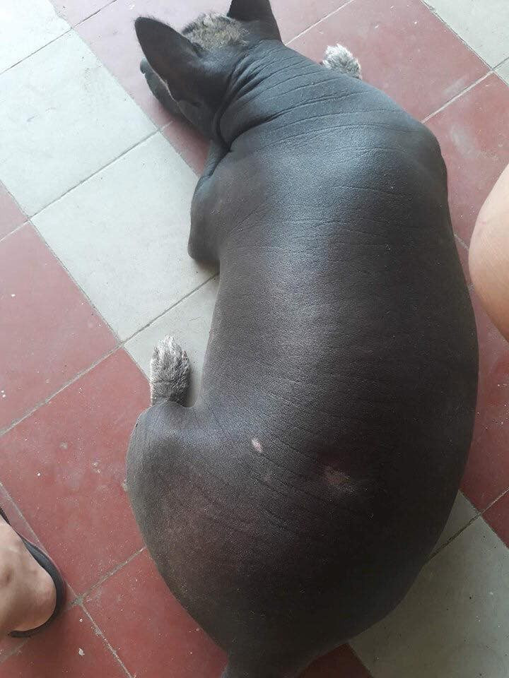 Thân hình thon gọn như con heo.