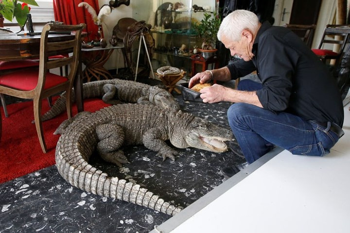 Ông lão đang cho 2 chú cá sấu ăn thịt gà.