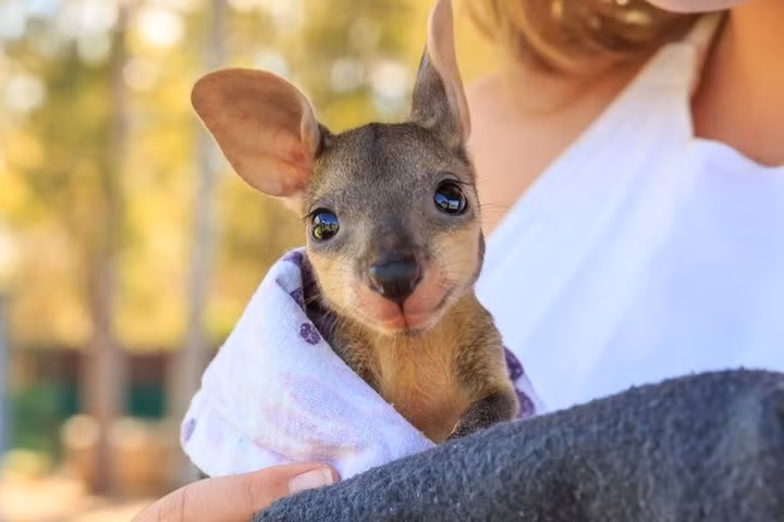 Một chú Kangaroo con. Ảnh: Brightside.me.