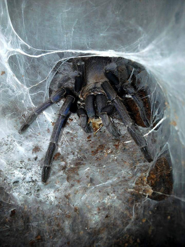 Một số hình ảnh khác những &quot;thú cưng&quot; của Tân.