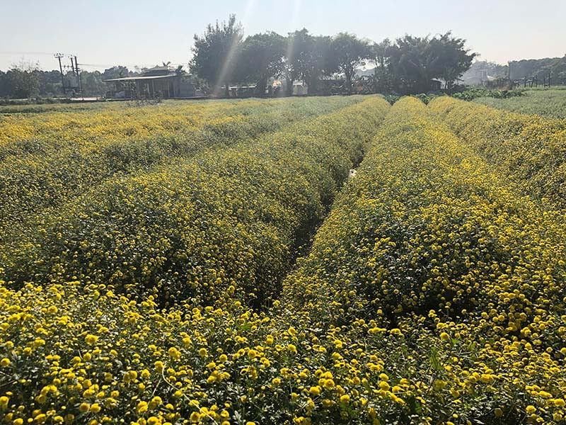 Cận cảnh những cánh đồng cúc tiến vua được chụp bằng điện thoại. (Ảnh: Đặng Anh Thuyết)