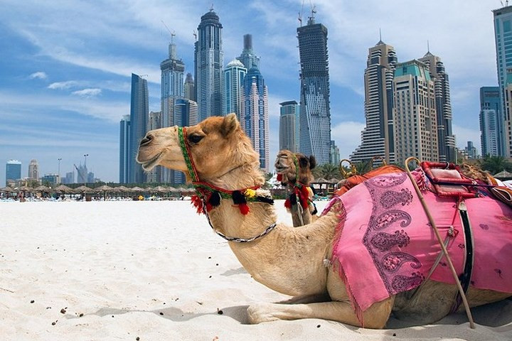 Hình ảnh 2 chú lạc đà trên bờ biển cát trắng của UAE. Hậu cảnh là các tòa cao ốc hiện đại.