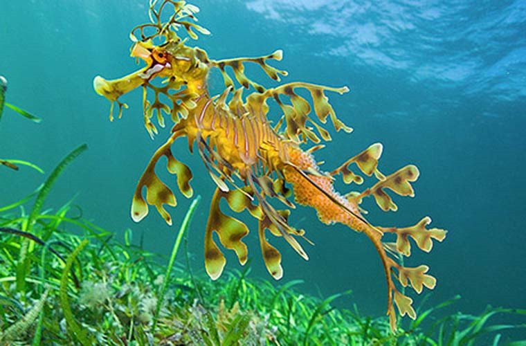 Những con vật có thật trên đời mà cứ ngỡ bước ra từ truyện kỳ ảo ảnh 7