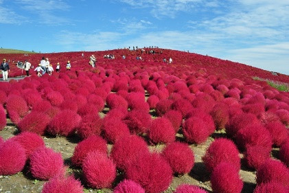Ngọn đồi được bao phủ bởi màu đỏ rực của mùa Hè.