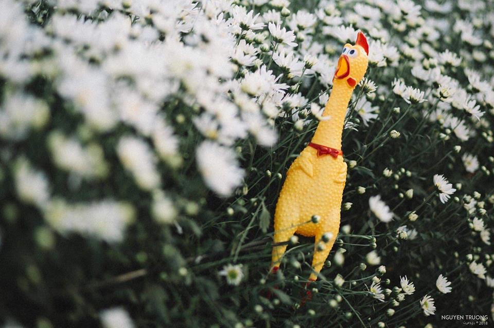 Mùa cúc họa mi làm em hết hồn&quot;.