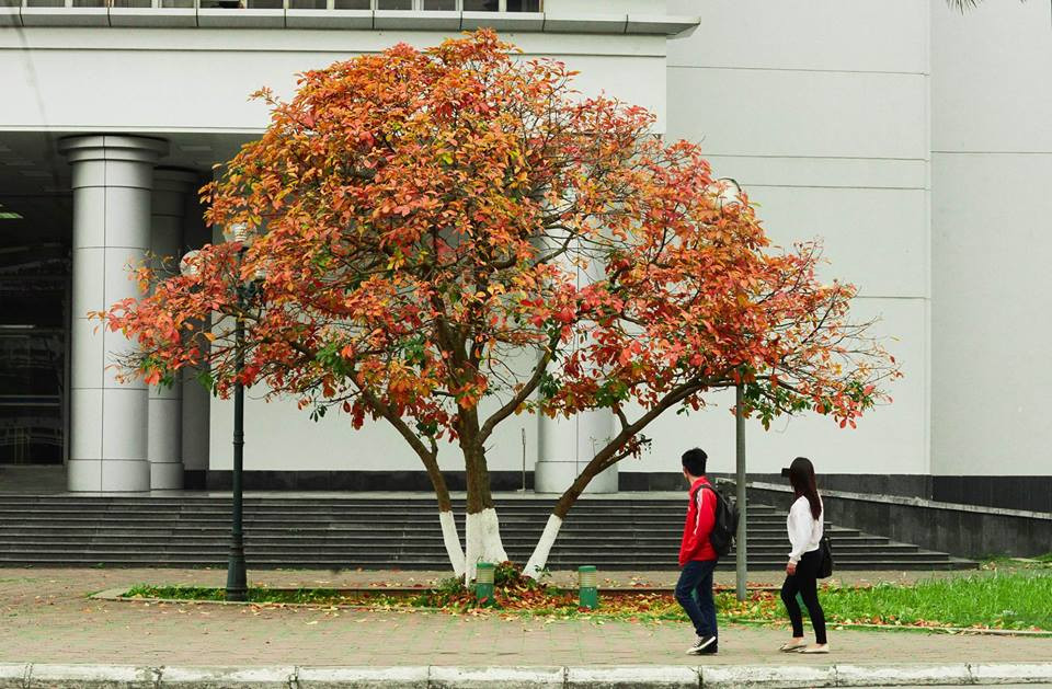 Cây lá đỏ rực rỡ cả một góc sân trường đại học Bách Khoa. (Ảnh: Triệu Việt Linh)