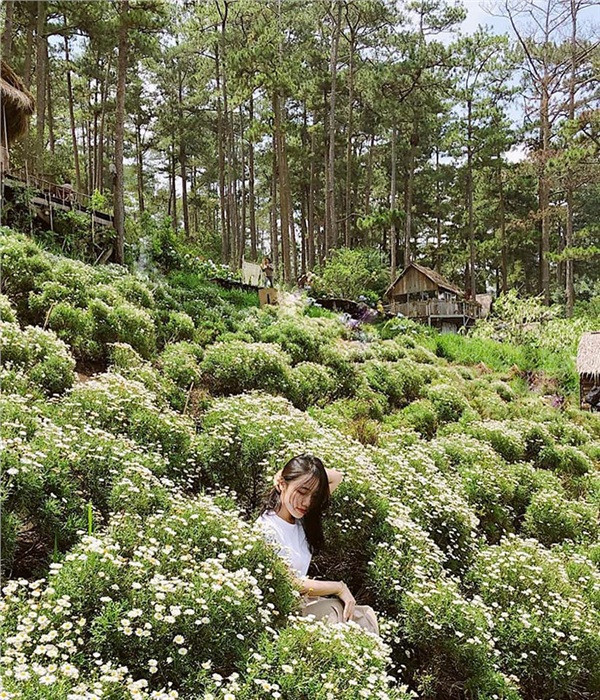 Cận cảnh "tả thực" vườn cúc họa mi đang gây sốt này. (Ảnh: Dala Garden Hotel Đà Lạt)