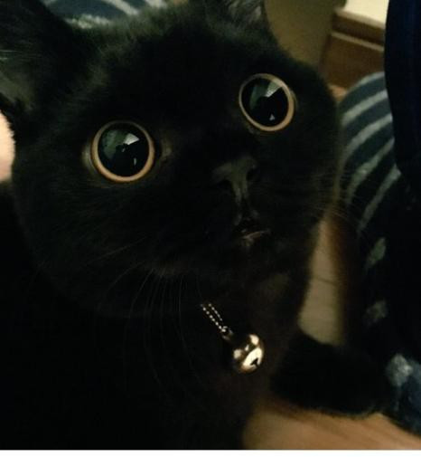 Chú mèo đen tuyền sở hữu đôi mắt ngây thơ "không chịu nổi"