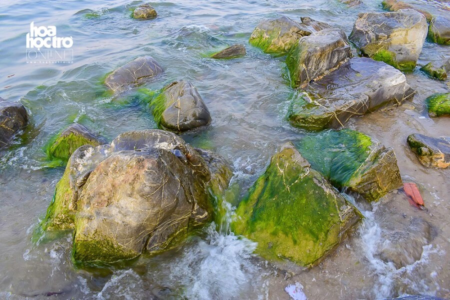 À, bãi rêu rất đẹp nên khi đến đây, các bạn nhớ đừng xả rác nhé!