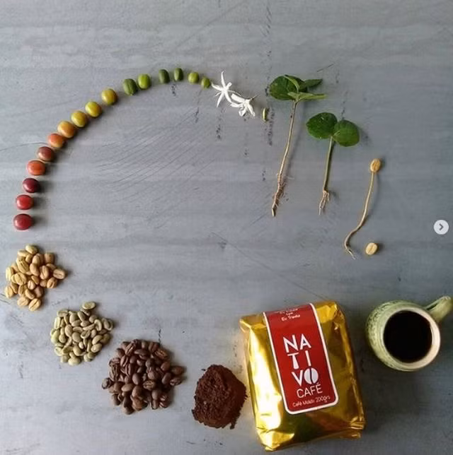 Để một hạt cà phê gieo xuống đất trở thành tách cà phê thơm ngon mà chúng ta uống hàng ngày đòi hỏi cả một hành trình dài.