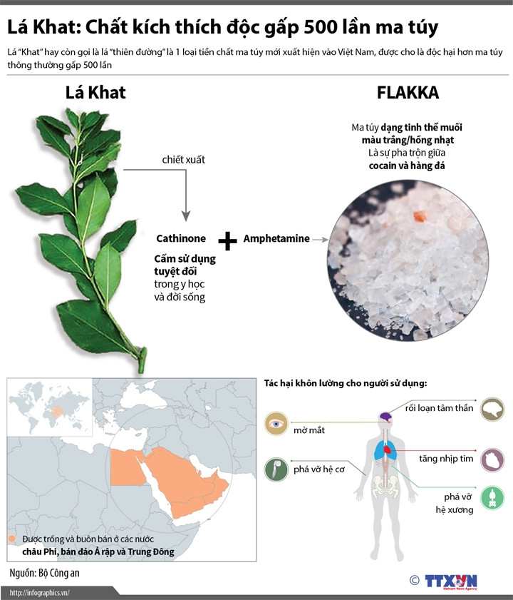 Lá ''thiên đường'' độc hại gấp 500 lần ma túy. Ảnh: TTXVN.