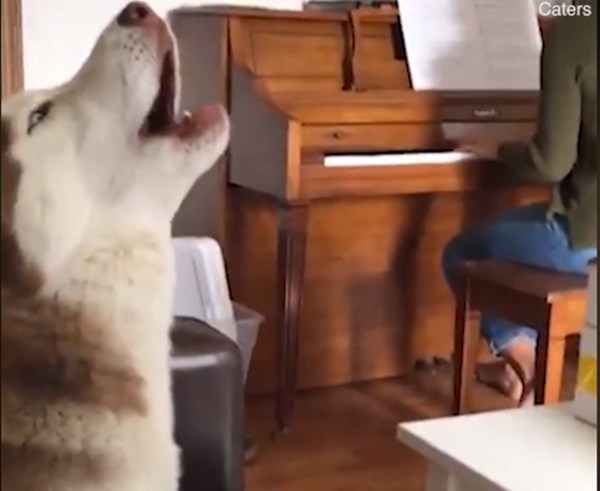 " Sen" đánh đàn còn tôi hát. Màn kết hợp đỉnh cao là đây.