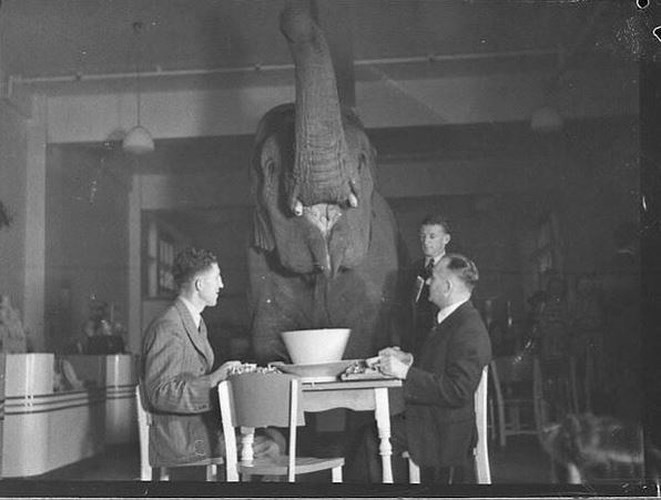 Uống trà cùng voi, năm 1939.