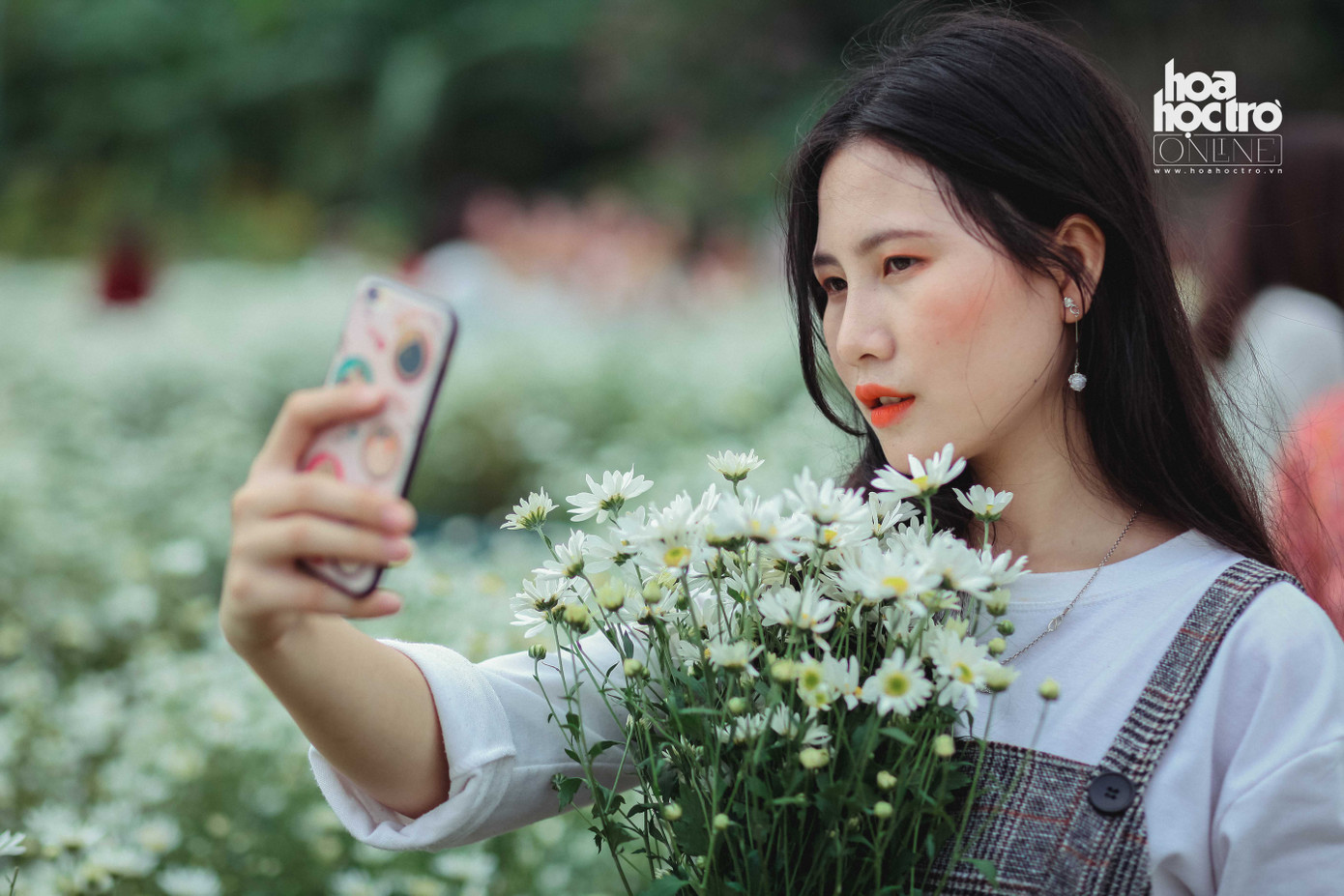 Đông chưa về, nhưng cúc họa mi đã len lỏi khắp phố phường Hà Nội! ảnh 7