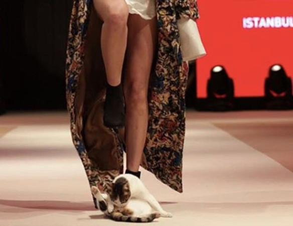 Một người mẫu phải cố gắng bước qua cô mèo.