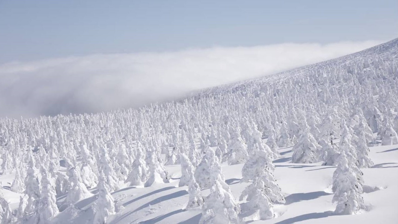 Ảnh: Karla Cripps.