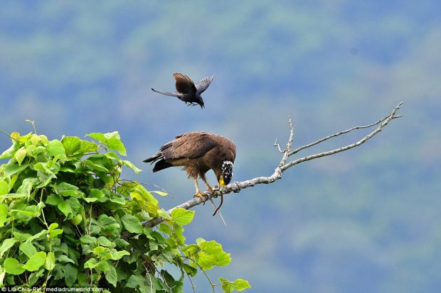 Loài chèo bẻo đen được biết đến với việc tấn công bất kỳ loài chim nào xâm chiếm lãnh thổ của chúng.