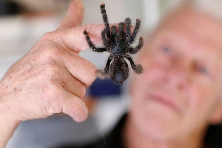 Nhện tarantula.
